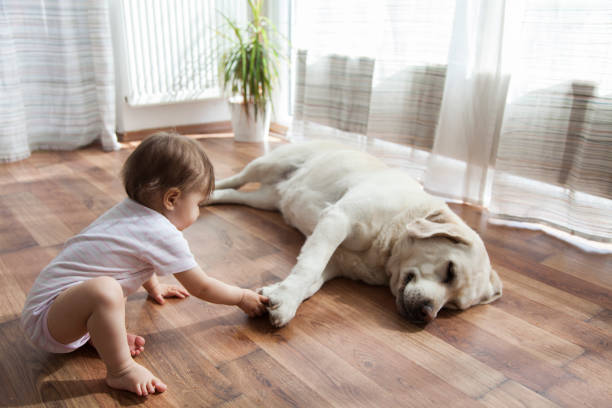 Top Flooring Options For Pet Owners | Shelley Carpets